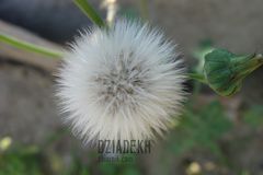 A to są konsekwencje zapylania