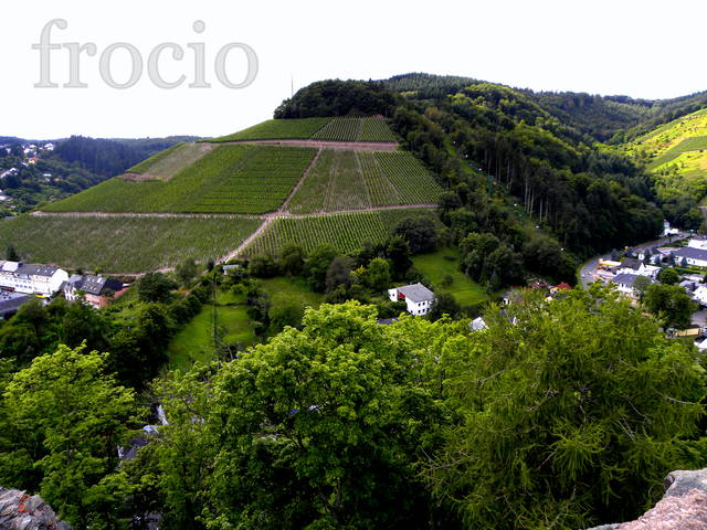 Winnice latem - frocio