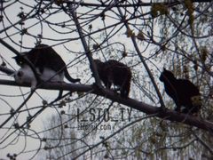 spokojnie  koledzy - musicie poczekać