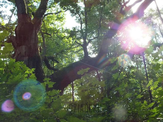 Dąb Bartek trochę bardziej poetycko - dziadekh