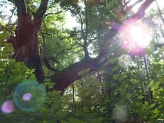 Dąb Bartek trochę bardziej poetycko