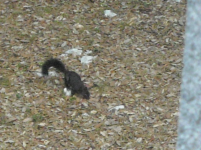 a to chorwacka wiewiorka - 1360