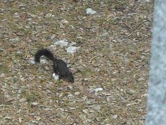 a to chorwacka wiewiorka