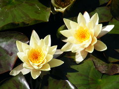 DSCF0060.JPG
