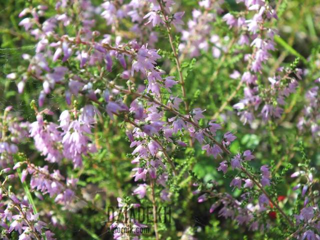 Zakwitają wrzosy zasnute pajęczyną - dziadekh