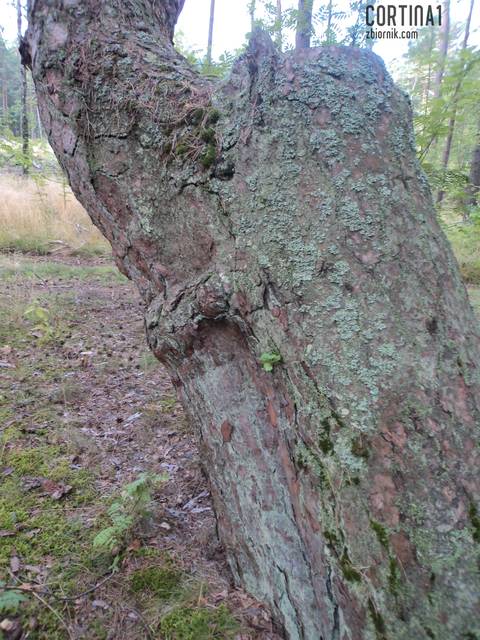 one też potrzebują czułości.... - cortina1