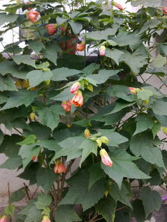 abutilon