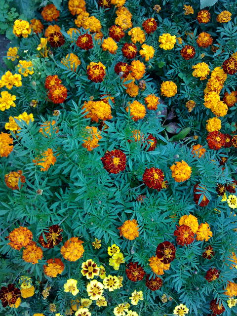 DALEJ AKSAMITKI - paquin