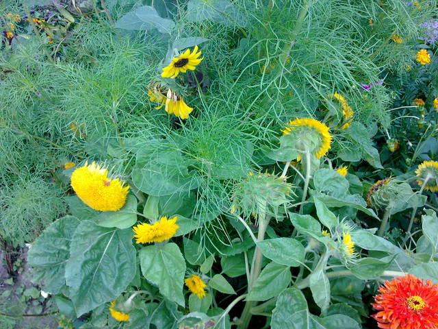 SŁONECZNIKI - paquin