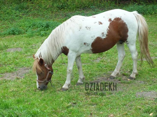 Jeszcze jeden kucyk do pary - dziadekh