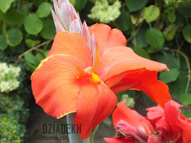 Taki kwiatek już był - dziadekh