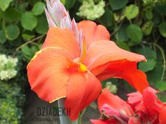 Taki kwiatek już był