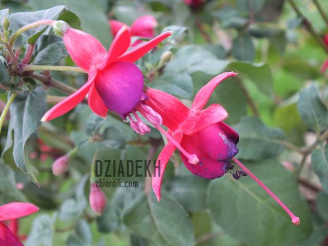 Też ładne - dziadekh