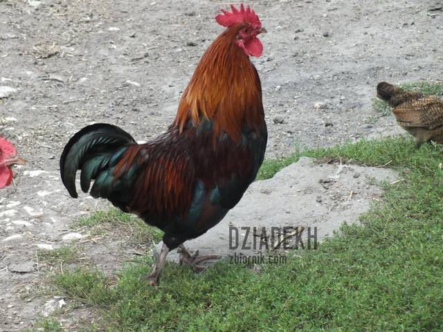 Dla tych co lubią się czubić - dziadekh