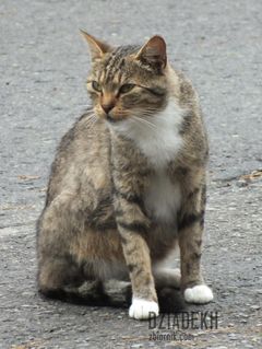 Chyba etatowy kot do witania turystów