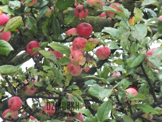 Robaczywe jabłka w skansenie w Tokarni - dziadekh