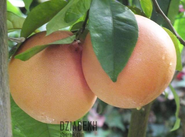 A może ktoś woli takie? - dziadekh