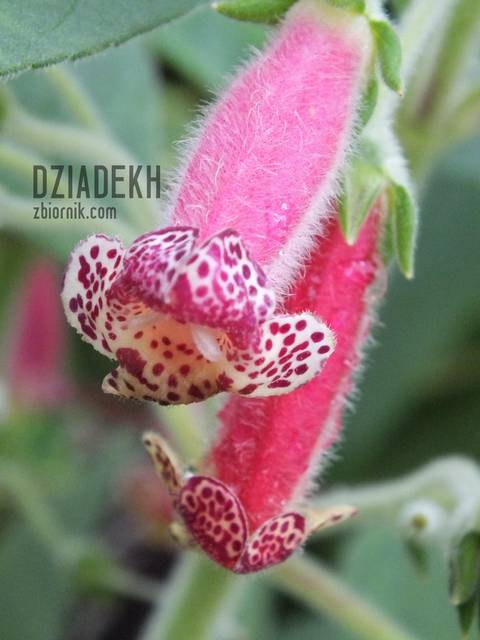 Albo w trochę innych kolorach - dziadekh