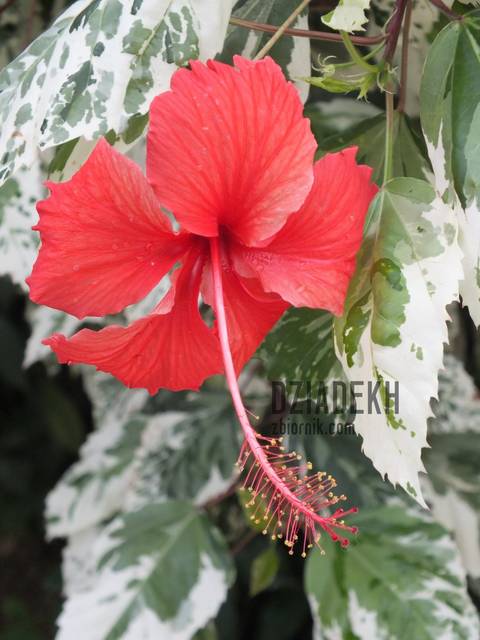 Też ładny - dziadekh