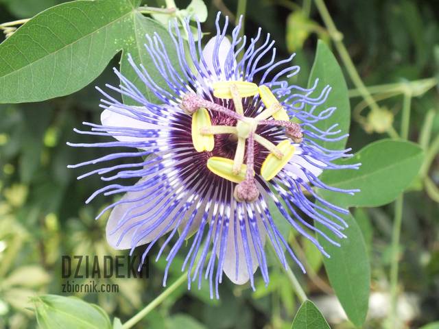 Takiego kwiatka jeszcze nie było - dziadekh