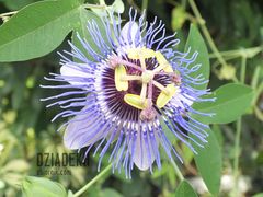 Takiego kwiatka jeszcze nie było