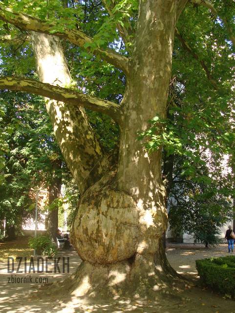 Podobno pierwszy platan posadzony w Polsce - dziadekh