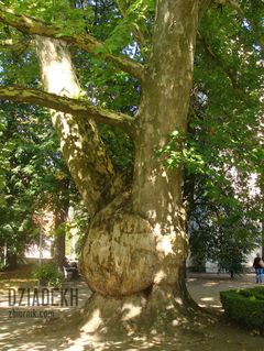 Podobno pierwszy platan posadzony w Polsce