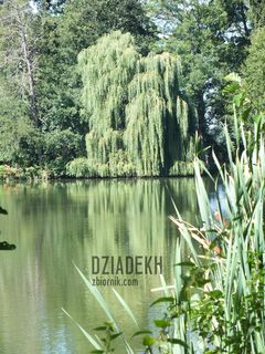 Płaczliwe wierzby nad wodą, aż się proszą o zdjęcie