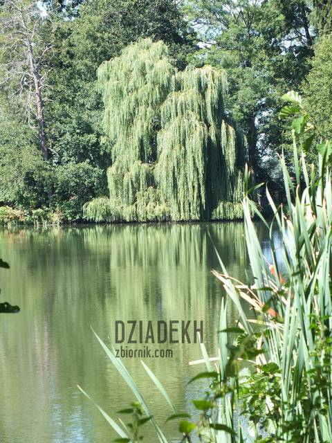 Płaczliwe wierzby nad wodą, aż się proszą o zdjęcie - dziadekh