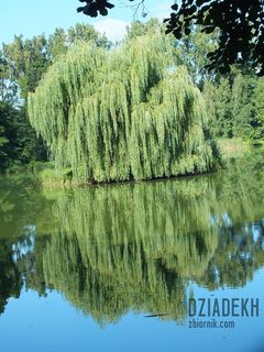 Cholera! Zapomniałem gdzie góra, a gdzie dół...