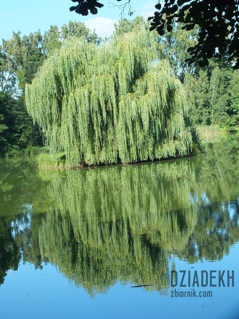 Cholera! Zapomniałem gdzie góra, a gdzie dół... - dziadekh