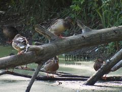 To chyba nowy gatunek.