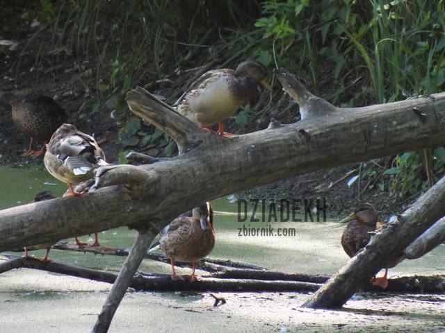 To chyba nowy gatunek. - dziadekh