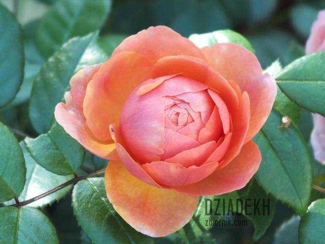 Jeszcze jedna na pożegnanie lata. - dziadekh