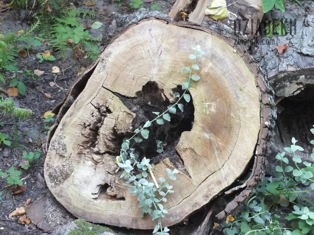 Coś dla miłośników nietypowych dziur. - dziadekh