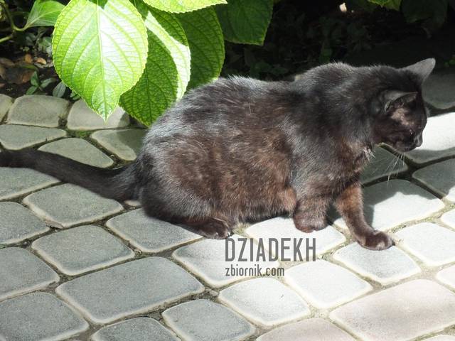 Przerwa w toalecie - dziadekh