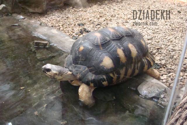 Chyba zawisł na podwoziu. - dziadekh