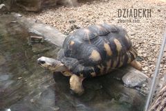 Chyba zawisł na podwoziu.