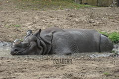 "Szczęśliwszy niźli świnia w błocie"