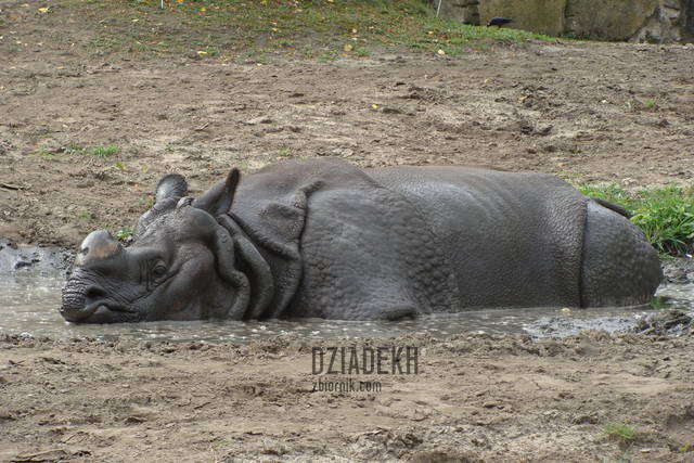 "Szczęśliwszy niźli świnia w błocie" - dziadekh