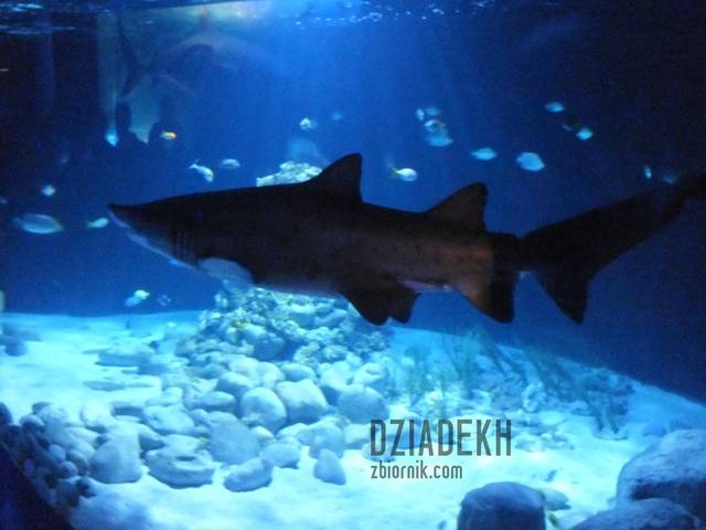 Raczej niezbyt miły widok dla amatora kąpieli. - dziadekh