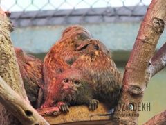 Ponoć krewniacy, całe szczęście, że dalecy.