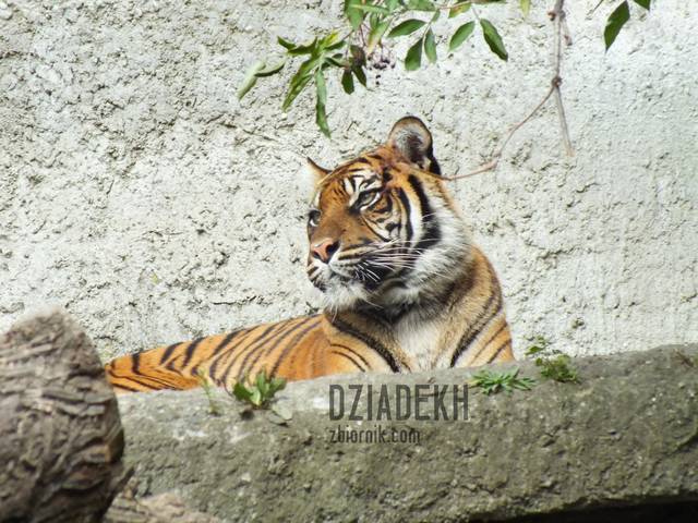 Duży kiciuś, ktoś ma ochotę pogłaskać? - dziadekh