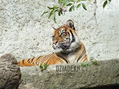 Duży kiciuś, ktoś ma ochotę pogłaskać?