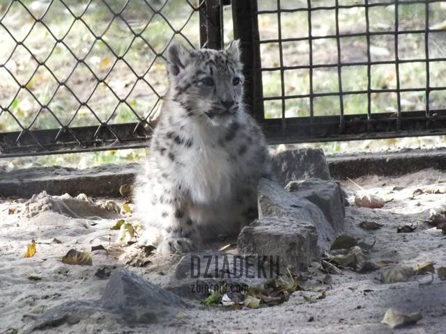 Młody irbisek - dziadekh