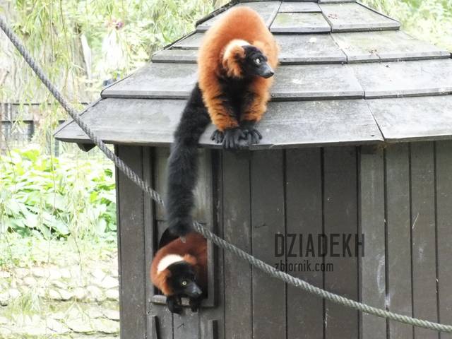 Co to będzie jak się kuzyni dowiedzą? - dziadekh