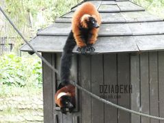 Co to będzie jak się kuzyni dowiedzą?