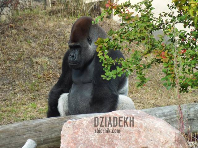 To też przedstawiciel naczelnych - dziadekh