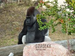 To też przedstawiciel naczelnych