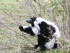 Jeszcze jeden kuzyn króla Juliana